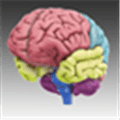 3D Brain Alternatives