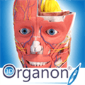 3D Organon Anatomy Alternatives