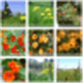 A Photo Manager Alternatives