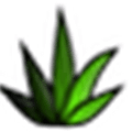 Agave Alternatives