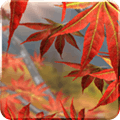 Autumn Tree Live Wallpaper Alternatives