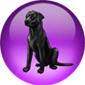 Black Lab Netos Alternatives