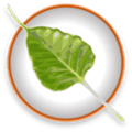 Bodhi Linux Alternatives