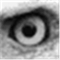 Capture View Alternatives
