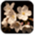 Cherry Blossom Wallpapers Alternatives