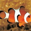 Clownfish For Skype Alternatives