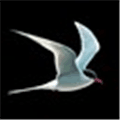 Collins Bird Guide Alternatives