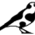 Cowbird Alternatives