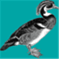 Docbook Alternatives
