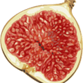 Fig Alternatives