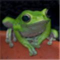Frog Alternatives