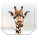 Girafi Alternatives