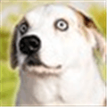 Good Dogs Alternatives