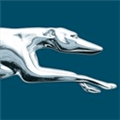 Greyhound Alternatives