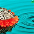 Hdwallpapergreat Alternatives