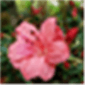 Leopard Flower Alternatives