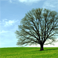 Libertree Alternatives