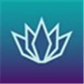 Lily Alternatives