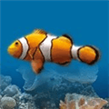Marine Aquarium Alternatives