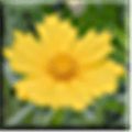 Neat image Alternatives