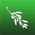 Olive Video Editor Alternatives