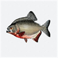 Piranhas Alternatives