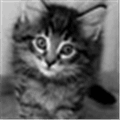 Placekitten Alternatives