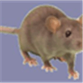Rodent Alternatives