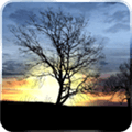 Silhouette Live Wallpaper Alternatives