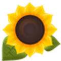 Sunflower Alternatives