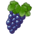 Vineyard Alternatives