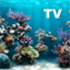Aquarium HD