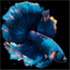 Betta Fish Live Wallpaper