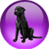 Black Lab NetOS