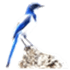 BLUEJAY