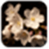 Cherry Blossom Wallpapers