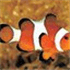 Clownfish for Skype