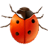 Coccinella