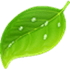 Coda