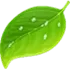 Coda as an Atom alternative logo