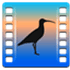 Curlew