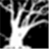 DarkTree