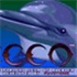 Ecco the Dolphin