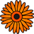 Gerbera