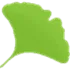 Gingko logo