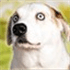 Good Dogs!