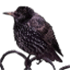 hunt-n-peck