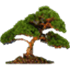 Natara Bonsai