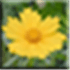 Neat Image