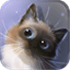 Peper Kitten Live Wallpaper